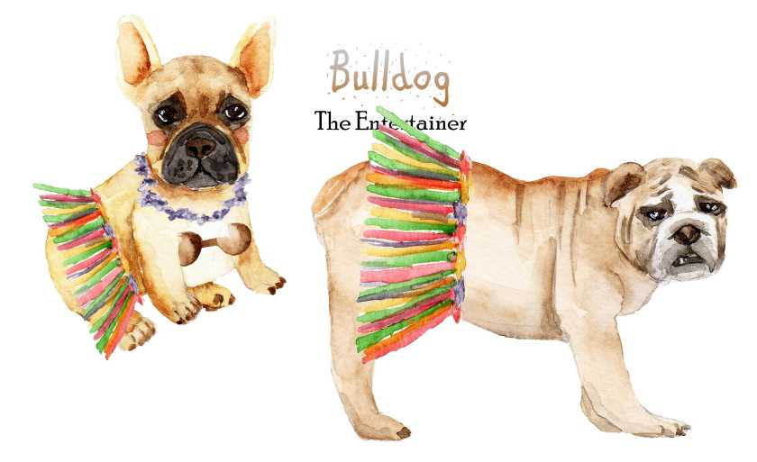 Bulldog-Set-2